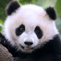 أيقونة The Panda